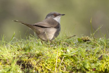 Maskeli ötleğen. Sylvia melanocephala