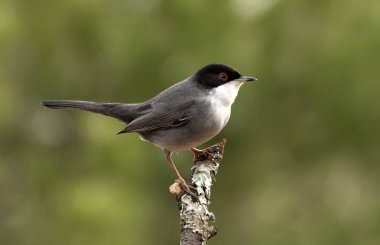 Maskeli ötleğen. Sylvia melanocephala