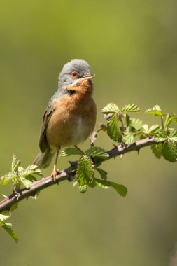 Bıyıklı ötleğen. Sylvia cantillans