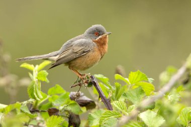 Subalpine warbler. Sylvia cantillans clipart