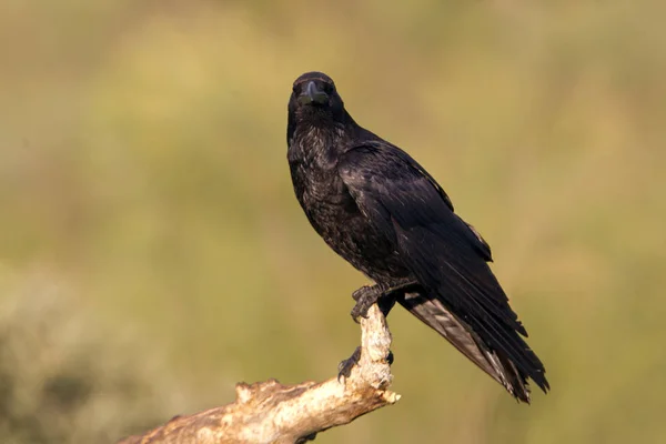 Corbeau Commun Corvus Corax — Photo