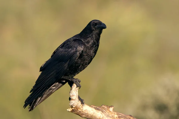 Gemeiner Rabe Corvus Corax — Stockfoto