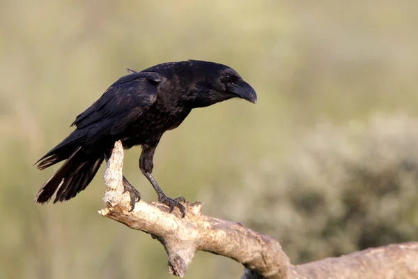 Gemeiner Rabe Corvus Corax — Stockfoto