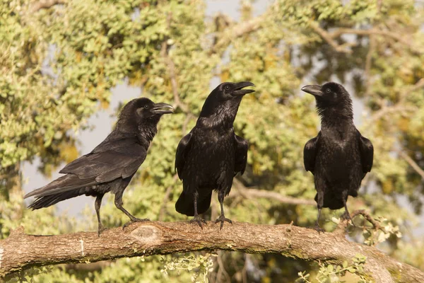 Corvo Comum Corvus Corax — Fotografia de Stock