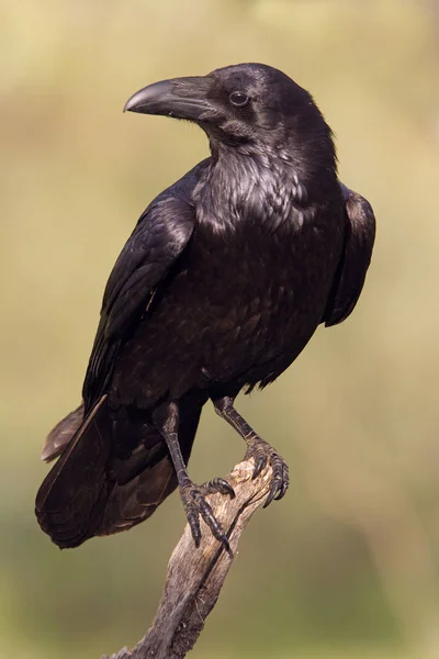 Corvo Comune Corvus Corax — Foto Stock
