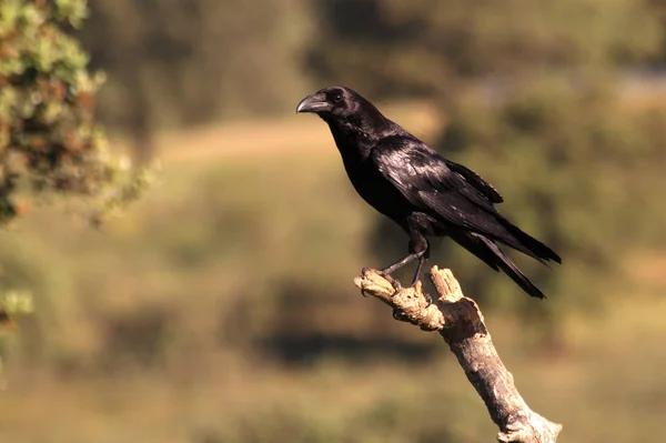 Vanliga Raven Corvus Corax — Stockfoto