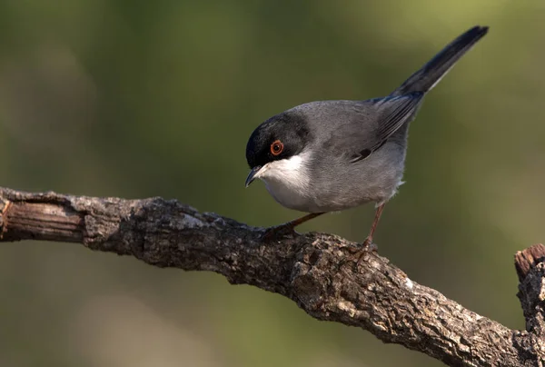 Warbler Sardo Sylvia Melanocephala — Fotografia de Stock