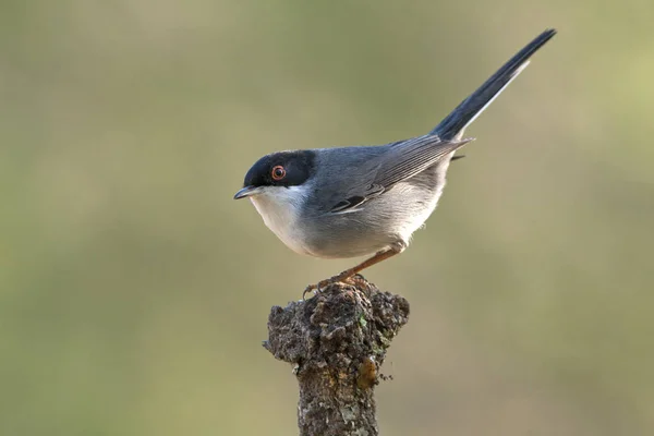 サルデーニャのウグイス シルビア Melanocephala — ストック写真