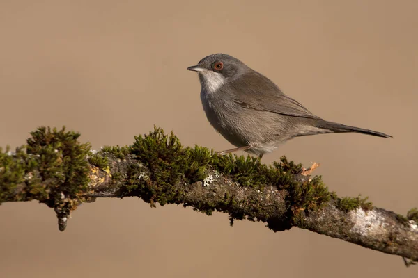 サルデーニャのウグイス シルビア Melanocephala — ストック写真