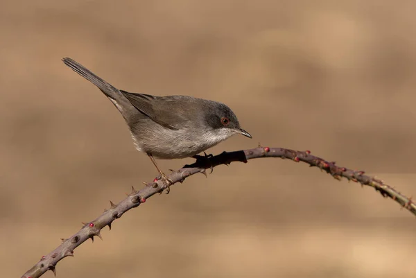 Pěnice Bělohrdlá Sylvia Melanocephala — Stock fotografie