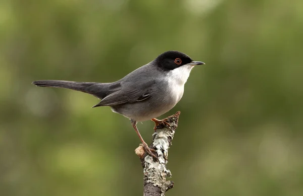 Sarden Warbler Sylvia Melanocephala — Stok Foto