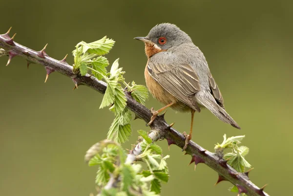 Bıyıklı ötleğen. Sylvia cantillans