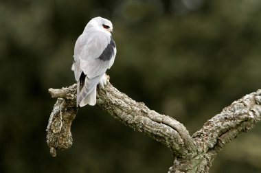 Kara omuzlu çaylak. Elanus caeruleus