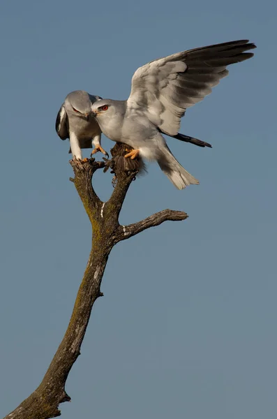 Fekete Vállú Kite Elanus Caeruleus — Stock Fotó