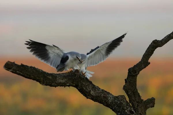 Black Shouldered Kite Elanus Caeruleus — Stock Photo, Image