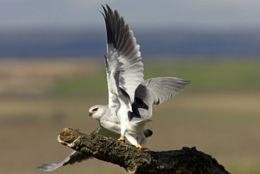 Kara omuzlu çaylak. Elanus caeruleus