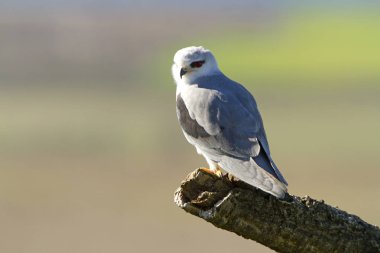 Kara omuzlu çaylak. Elanus caeruleus