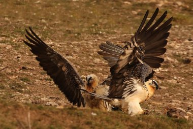 Akbaba. Gypaetus barbatus. Çöpçü