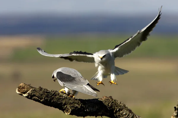 Papagaio Ombros Pretos Elanus Caeruleus — Fotografia de Stock