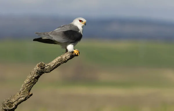 Papagaio Ombros Pretos Elanus Caeruleus — Fotografia de Stock