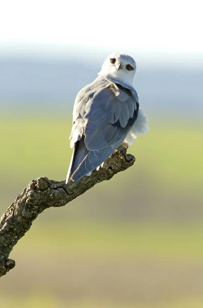 Papagaio Ombros Pretos Elanus Caeruleus — Fotografia de Stock