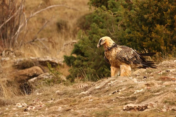 Bradatý Gypaetus Barbatus Mrchožrout — Stock fotografie