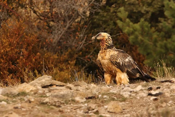 Lammergeier Gypaetus Barbatus Scavenger — Stock Photo, Image