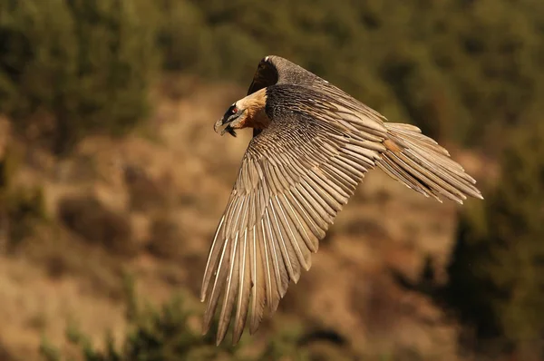 Quebrantahuesos Gypaetus Barbatus Carroñero — Foto de Stock