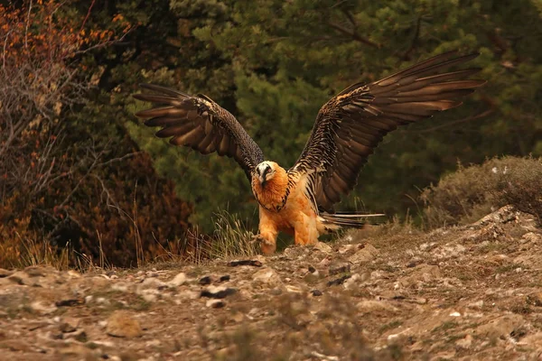 Lammergeier Gypaetus Barbatus Zamiatacz Ulic — Zdjęcie stockowe