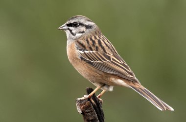 Kaya kiraz kuşu. Embriza CIA