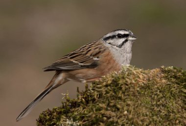 Kaya kiraz kuşu. Embriza CIA
