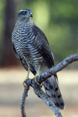 Bayağı atmaca. Accipiter nisus
