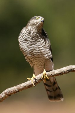 Bayağı atmaca. Accipiter nisus