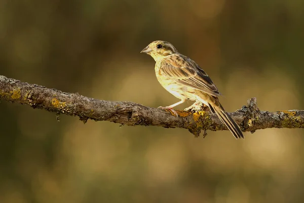 Hembra Cirl Bunting Emberiza Cirlus — Foto de Stock