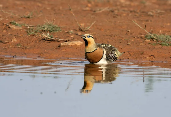 Bağırtlak PIN kuyruklu. Pterocles alchata