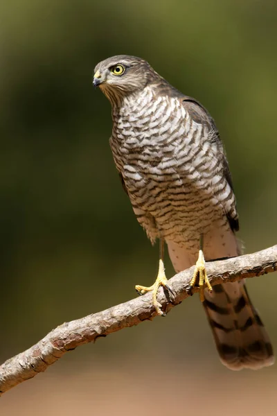 Krogulec Zwyczajny Accipiter Nisus — Zdjęcie stockowe