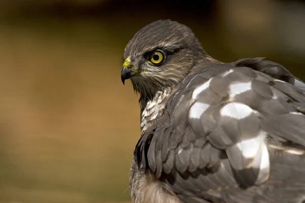 유라시아 Sparrowhawk입니다 Accipiter Nisus — 스톡 사진