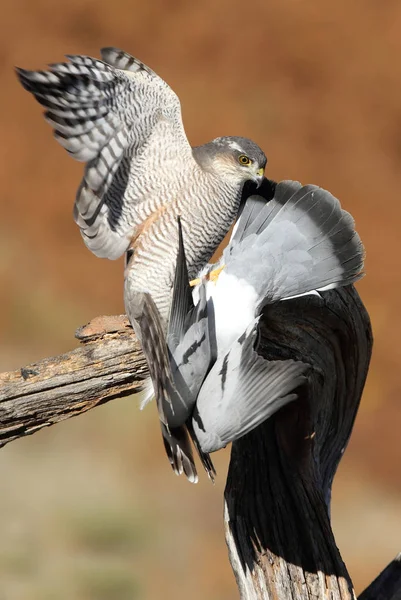 Pardal Eurasiático Accipiter Nisus — Fotografia de Stock