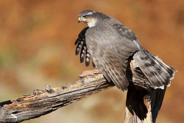 Eurasian Sparrowhawk Accipiter Nisus — Stock Photo, Image