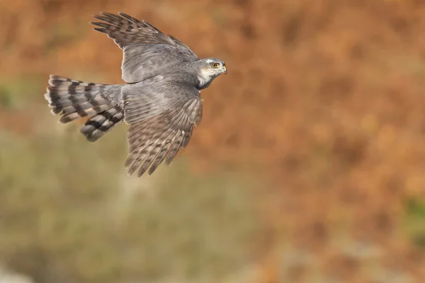 Épervier Eurasie Accipiter Nisus — Photo