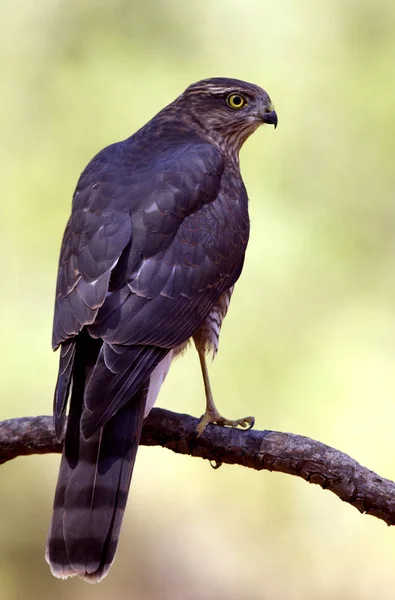 Gavilán Euroasiático Accipiter Nisus —  Fotos de Stock