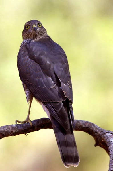 Sperber Accipiter Nisus — Stockfoto