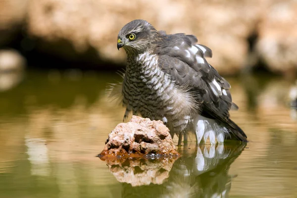 Eurasian sparrowhawk drinking in a water pond in summer. Accipiter nisus