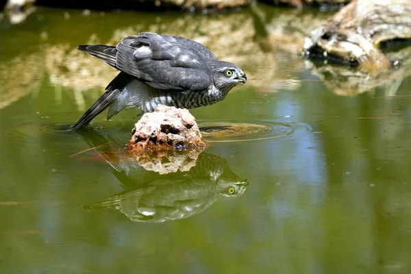 Gavilán Eurasiático Bebiendo Estanque Agua Verano Accipiter Nisus —  Fotos de Stock