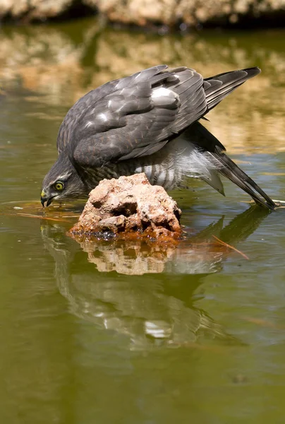 Gavilán Eurasiático Bebiendo Estanque Agua Verano Accipiter Nisus —  Fotos de Stock