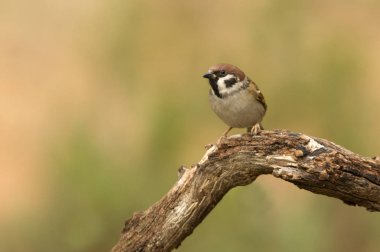 Avrasya ağaç serçesi. Passer montanus