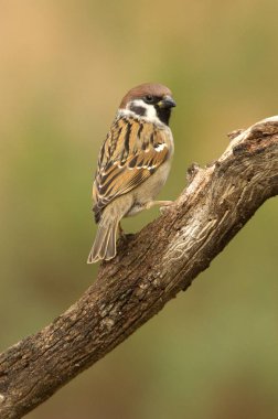 Avrasya ağaç serçesi. Passer montanus