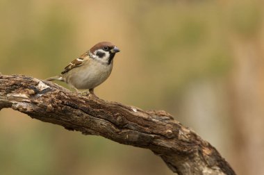 Avrasya ağaç serçesi. Passer montanus