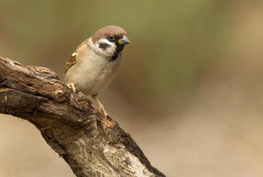 Avrasya ağaç serçesi. Passer montanus