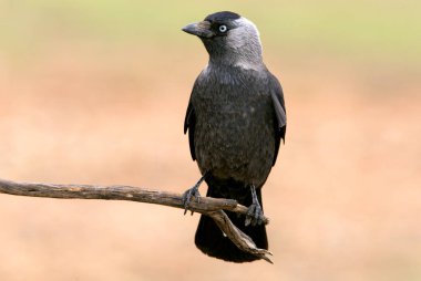 Batı küçük karga. Corvus monedula
